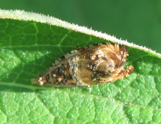 Celypha flavipalpana (Tortricidae)